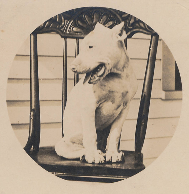 The reading room mascot.