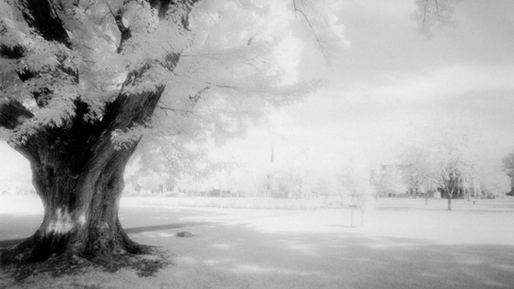 Maple tree.