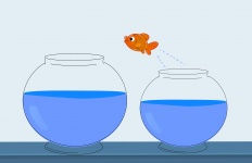 Carton goldfish jumping from one fishbowl to another fishbowl.