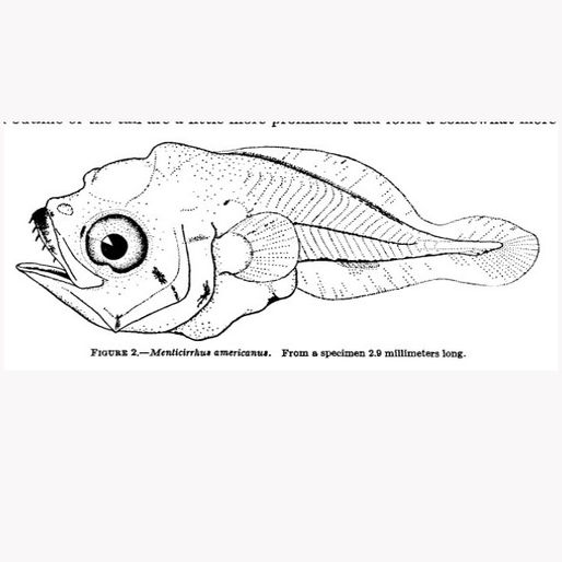Baby kingfish.